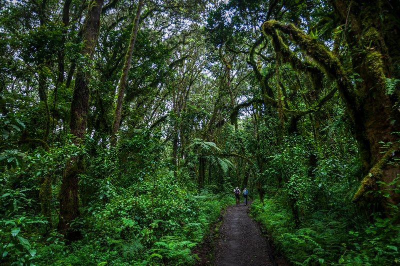 "Sur les pentes du Kilimandjaro"