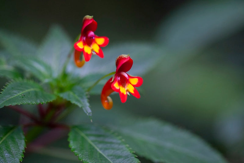 "Sur les pentes du Kilimandjaro"