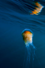 Charger l&#39;image dans la galerie, Bleu méduse

