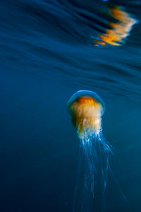 Bleu méduse